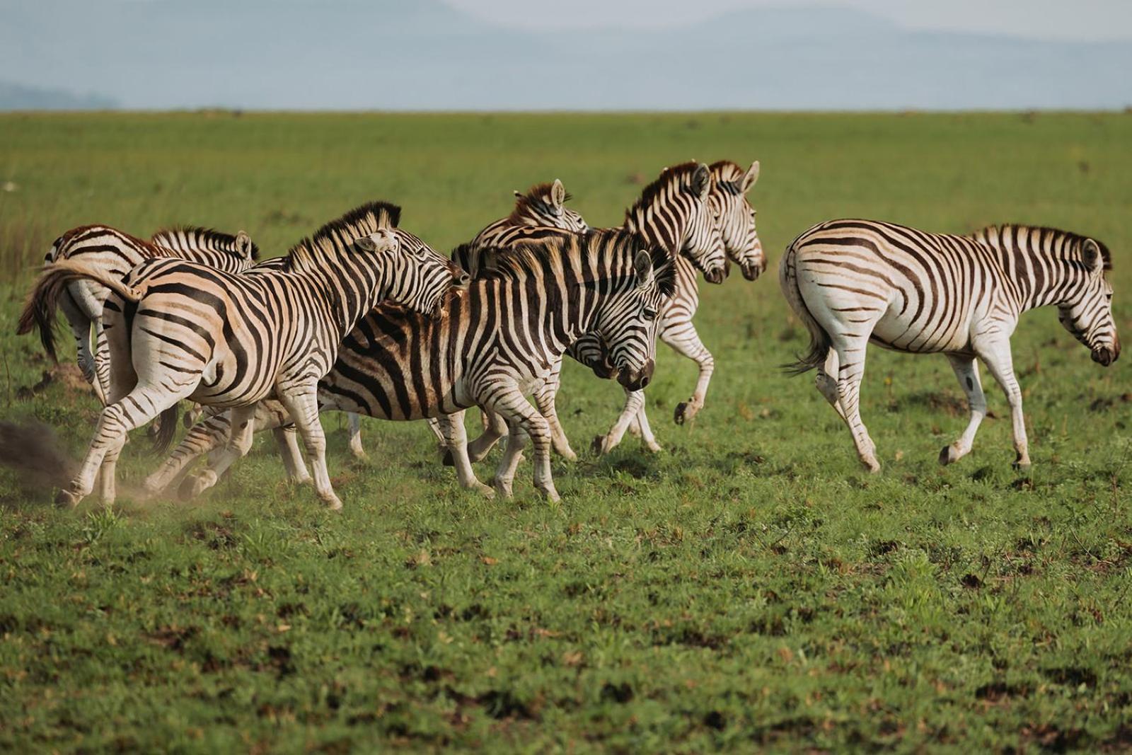 Nambiti Plains Villa Ladysmith Bagian luar foto