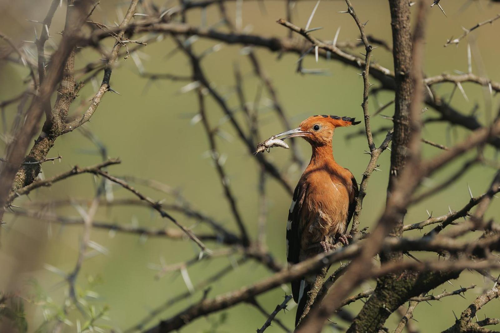 Nambiti Plains Villa Ladysmith Bagian luar foto