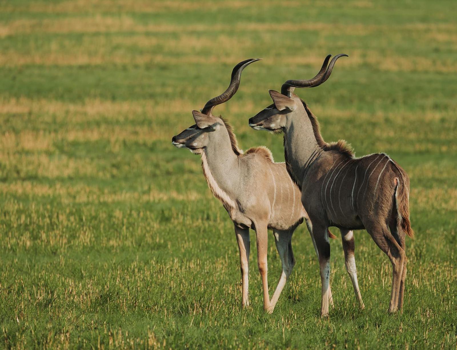 Nambiti Plains Villa Ladysmith Bagian luar foto