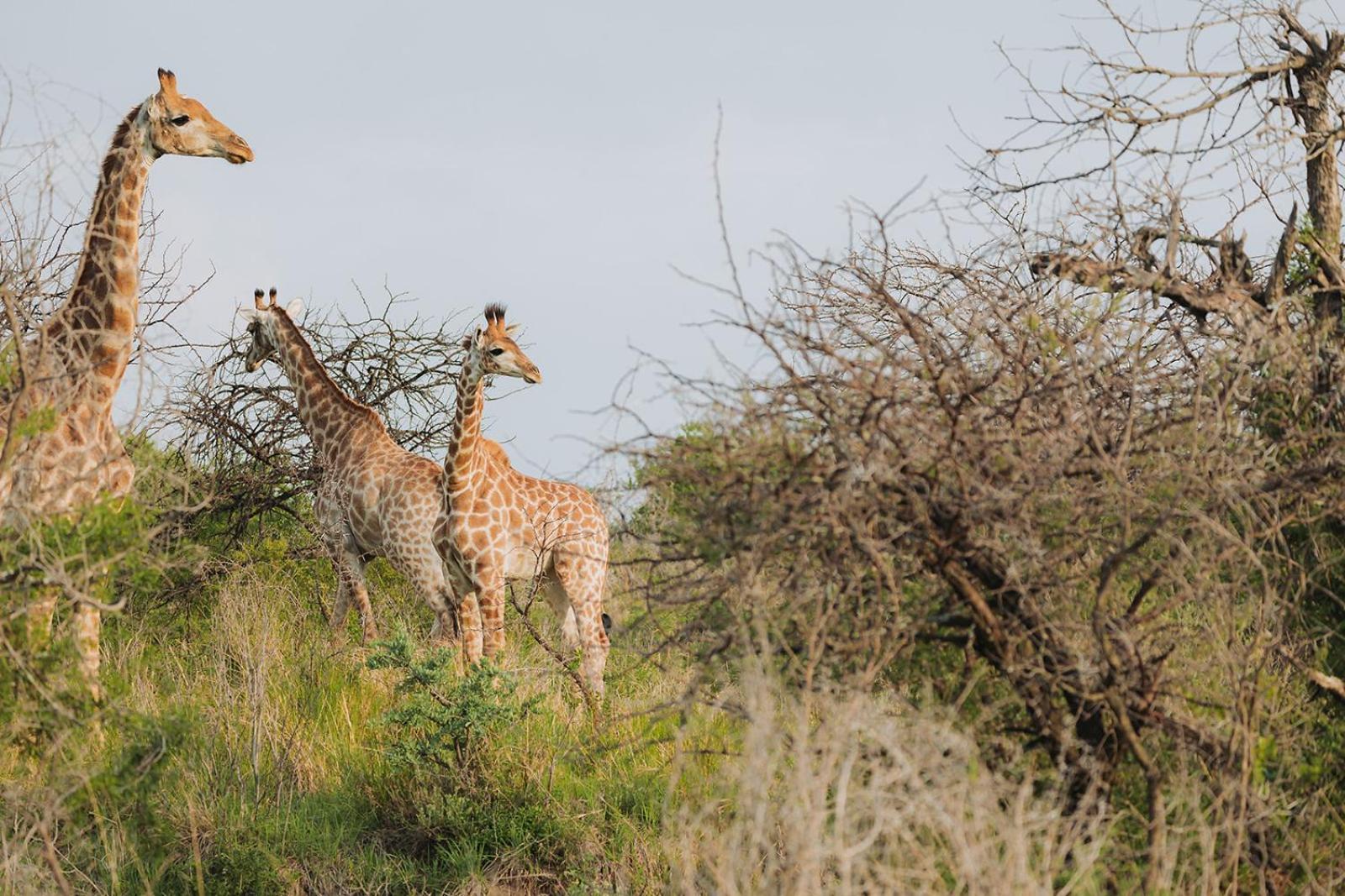 Nambiti Plains Villa Ladysmith Bagian luar foto