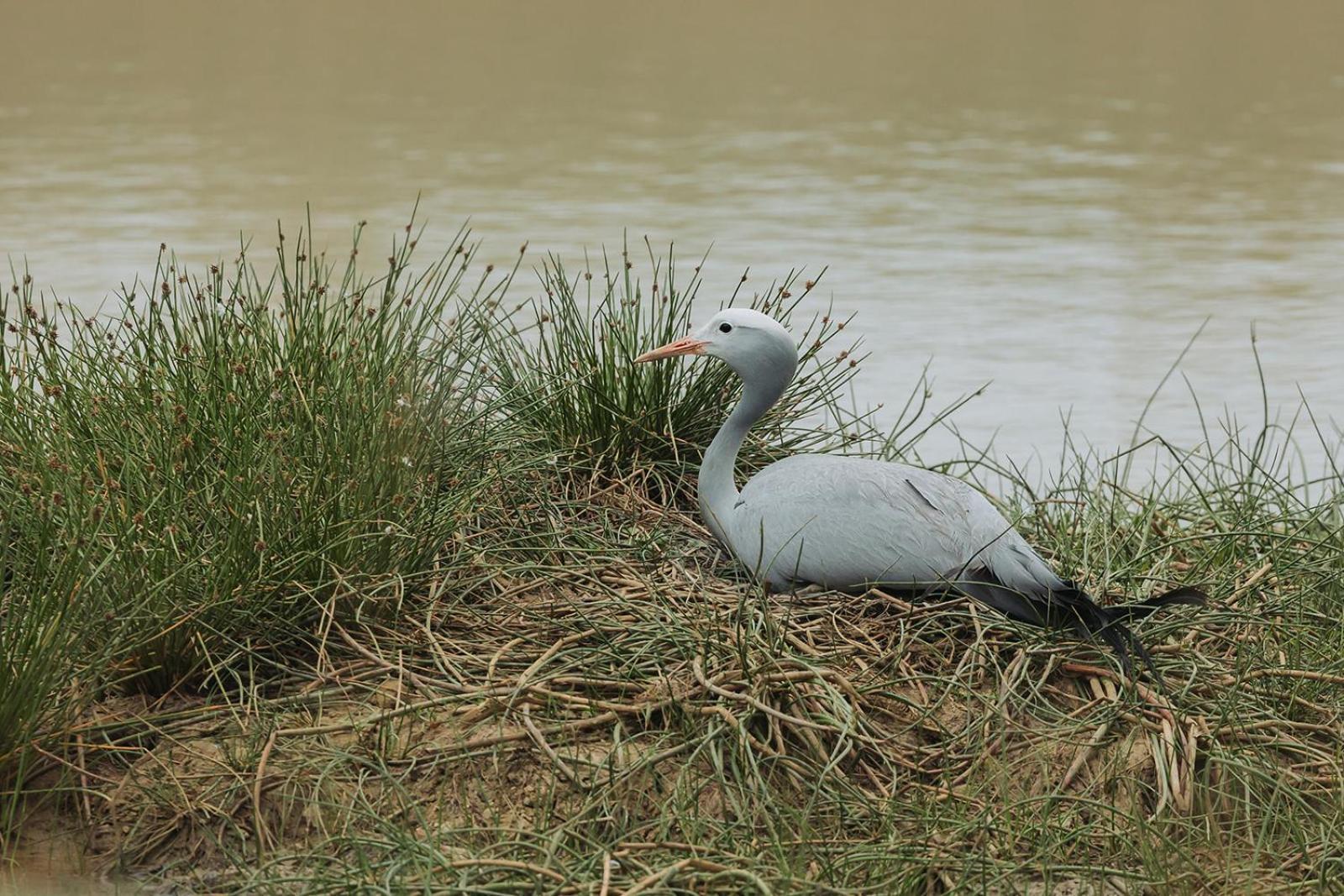 Nambiti Plains Villa Ladysmith Bagian luar foto