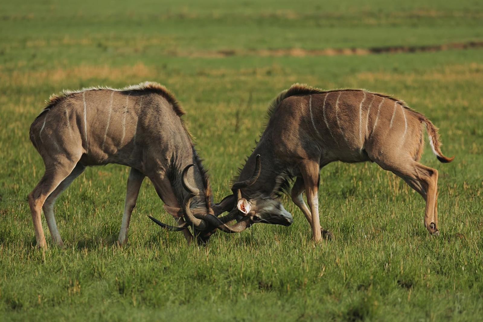 Nambiti Plains Villa Ladysmith Bagian luar foto