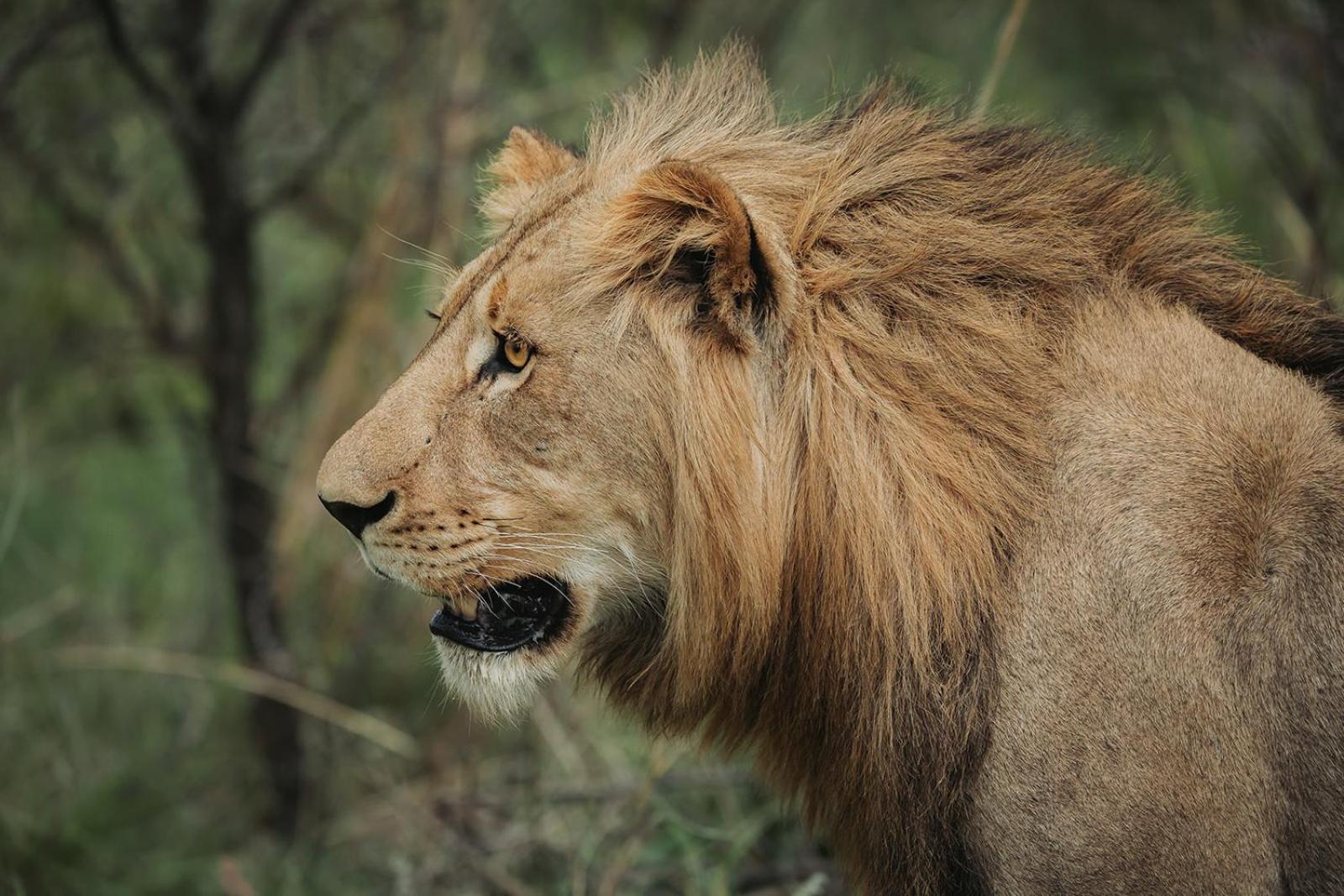 Nambiti Plains Villa Ladysmith Bagian luar foto